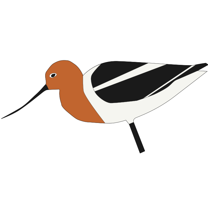 Avocet Coffee