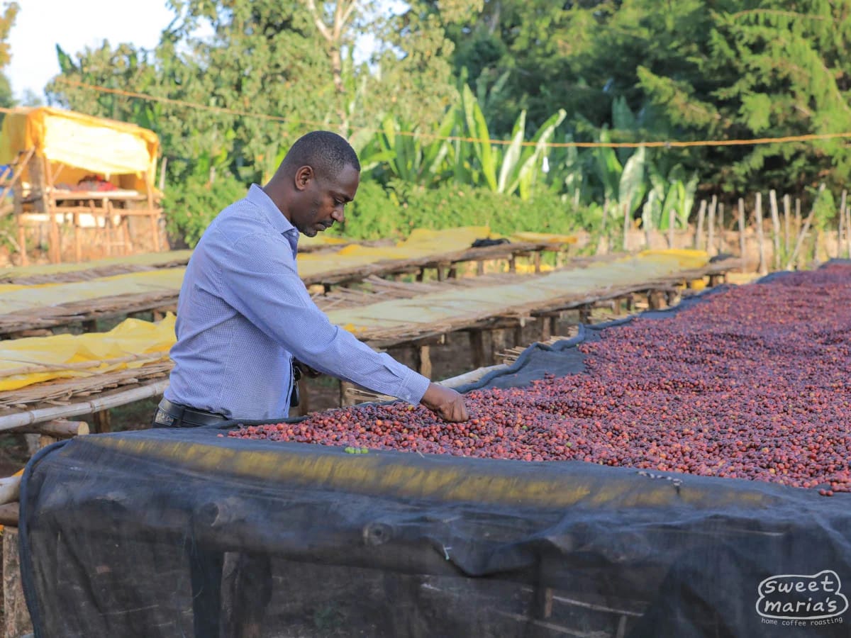 A person pulling coffee cherries from a raised bed.