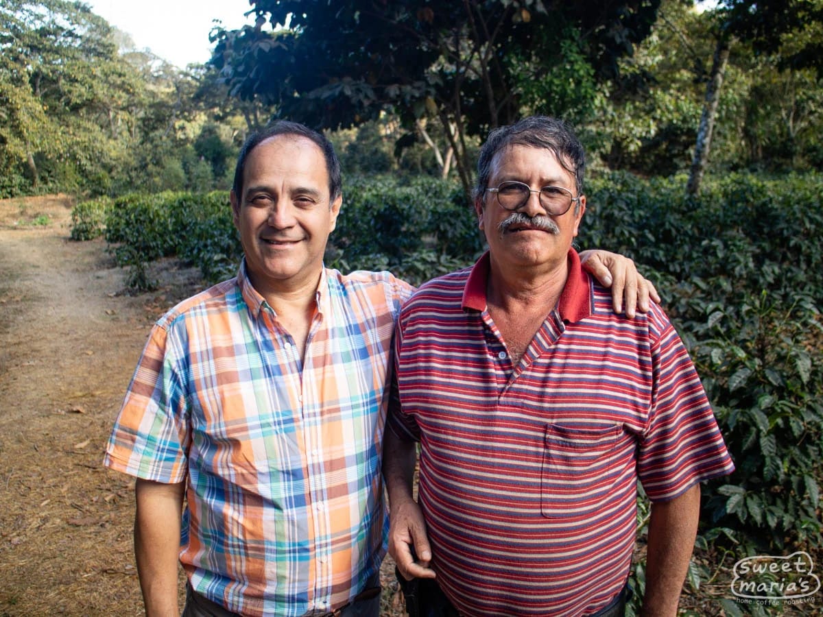 A photo of two people standing in front of coffee trees